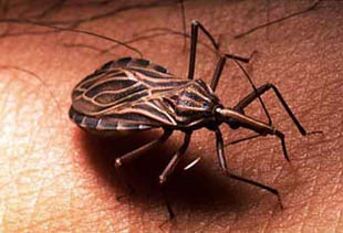 Capacitarán a profesionales para el tratamiento de pacientes con Chagas