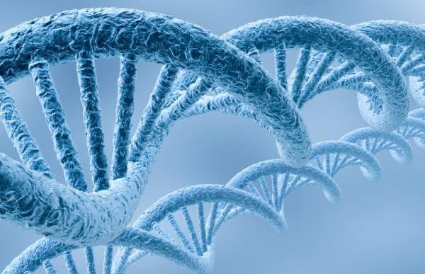 Nuevos estudios sobre el genoma de la longevidad