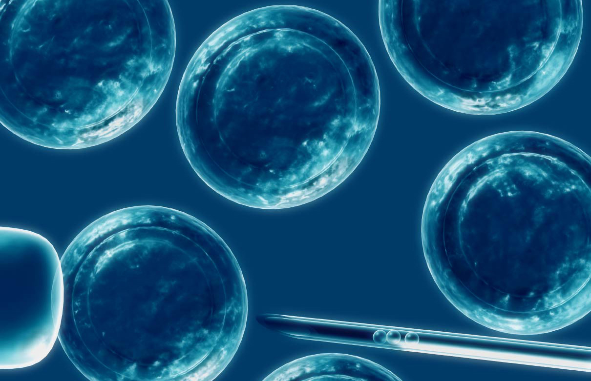 Crean espermatozoides a partir de células madre de ratón