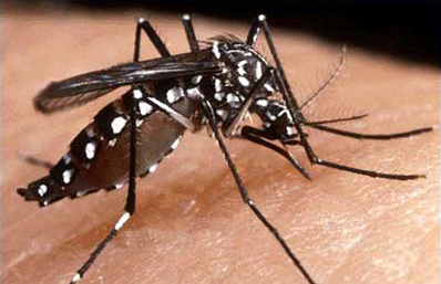 Argentina se prepara para una eventual epidemia de dengue grave