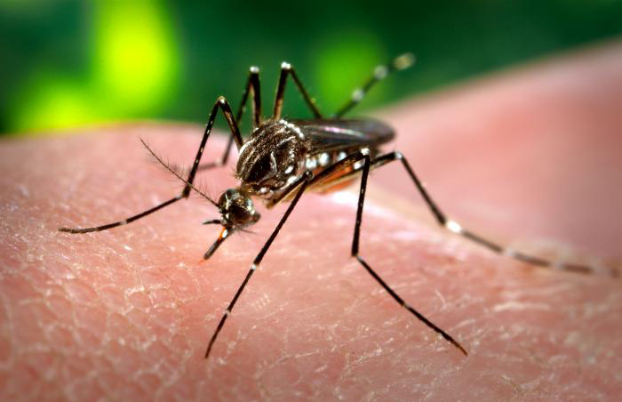 Alerta sanitaria por casos de dengue