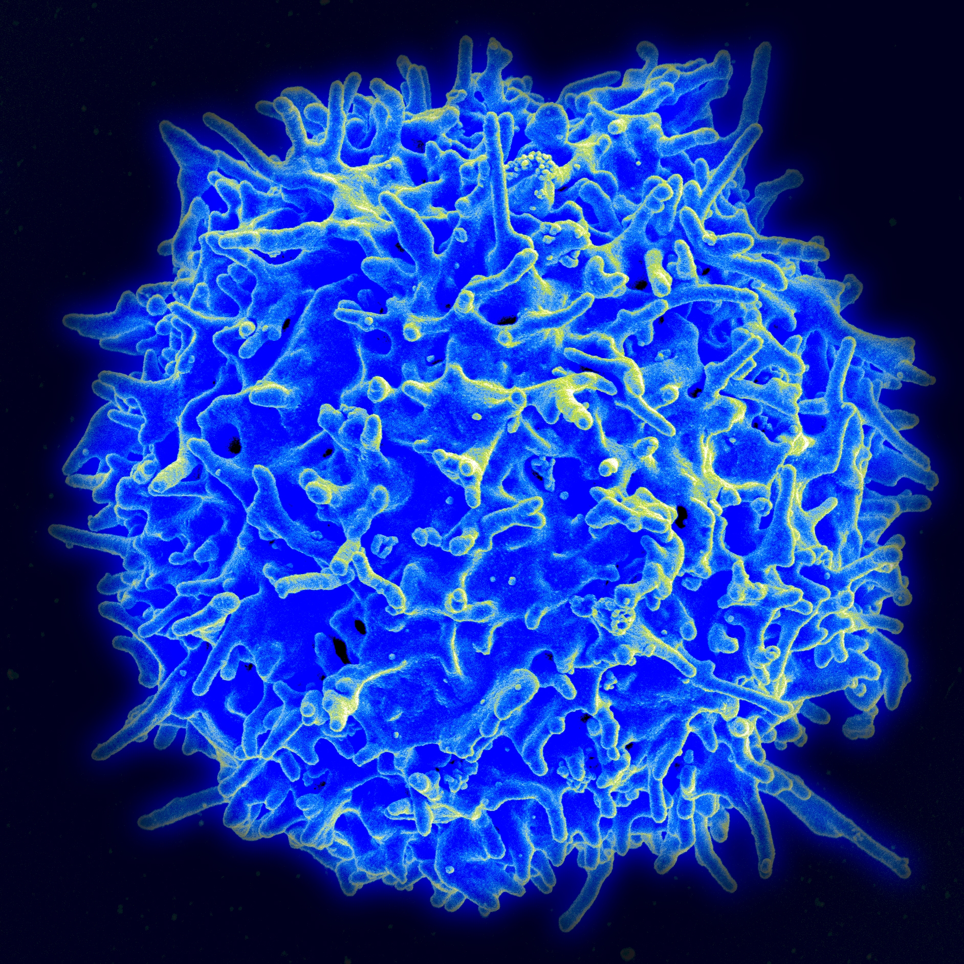 Un linfocito T. Estas células del sistema inmune son las estimuladas por la vacuna.
