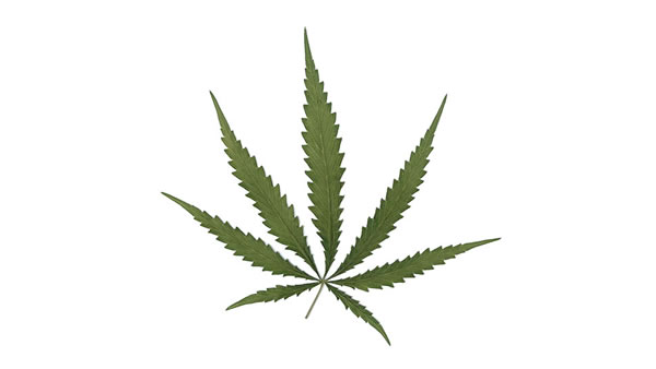 Mitos y verdades de la marihuana