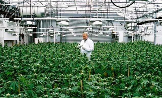 Comenzará la producción de cannabis medicinal en Argentina