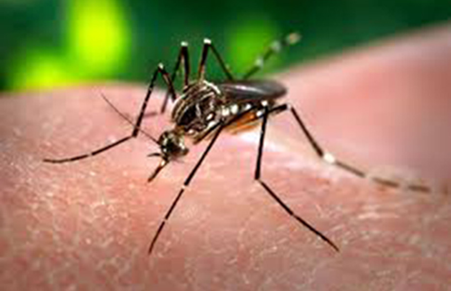 Recomiendan proteger a los niños de las picaduras de mosquitos