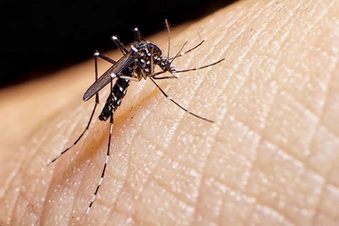 Takeda comienza con las presentaciones regulatorias para la vacuna candidata contra el dengue en la UE y los países endémicos