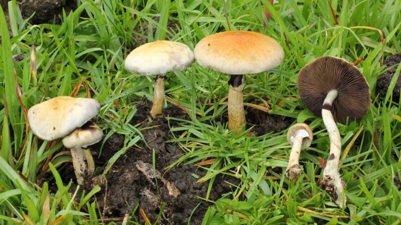 Un compuesto de los hongos alucinógenos podría ayudar contra la depresión severa en pacientes con cáncer