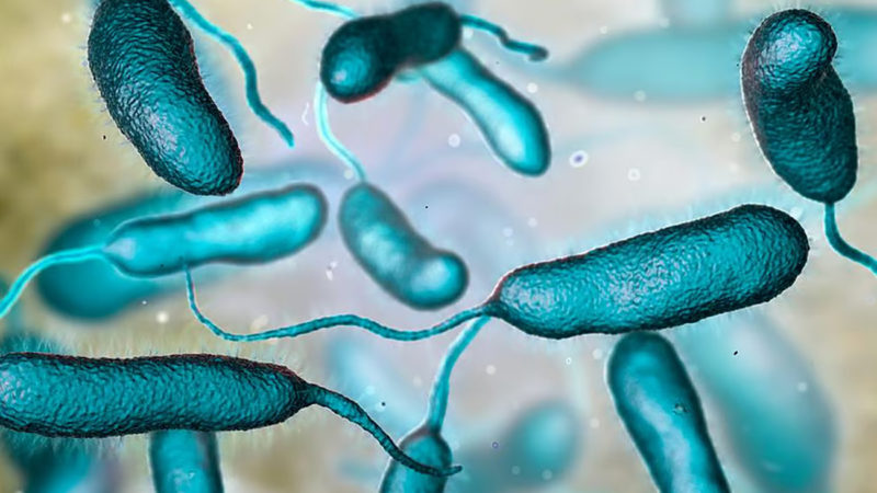 Una rara bacteria carnívora ya se cobró cinco vida en Louisiana