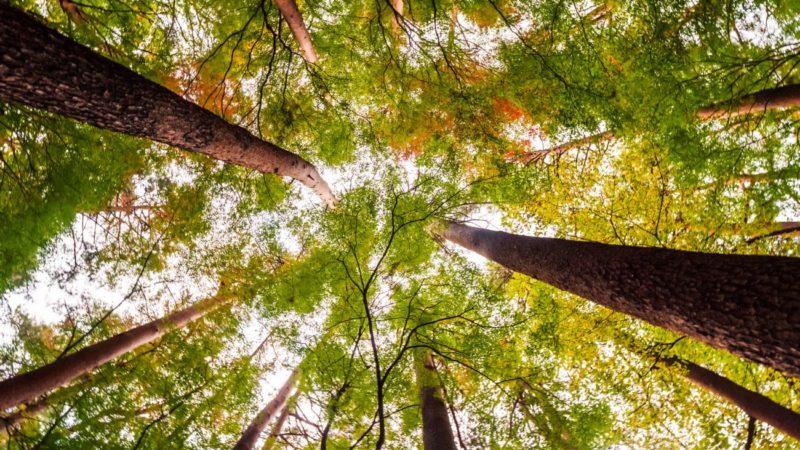 Los anillos de los árboles pueden revelar pistas ocultas sobre la historia del agua