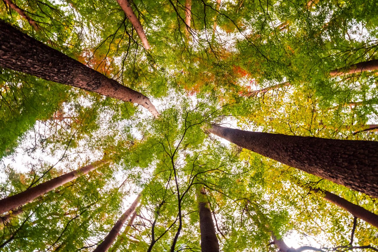 Los anillos de los árboles pueden revelar pistas ocultas sobre la historia del agua
