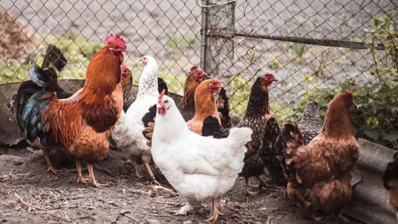 Alertan por brote de salmonela resistente a antibióticos vinculado a aves de corral domésticas