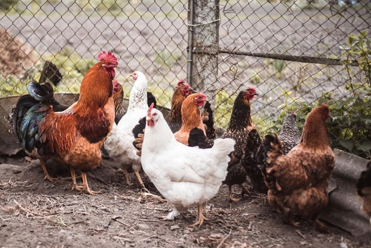 Alertan por brote de salmonela resistente a antibióticos vinculado a aves de corral domésticas