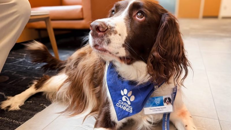 Los perros de terapia pueden mejorar la rehabilitación después de un ACV