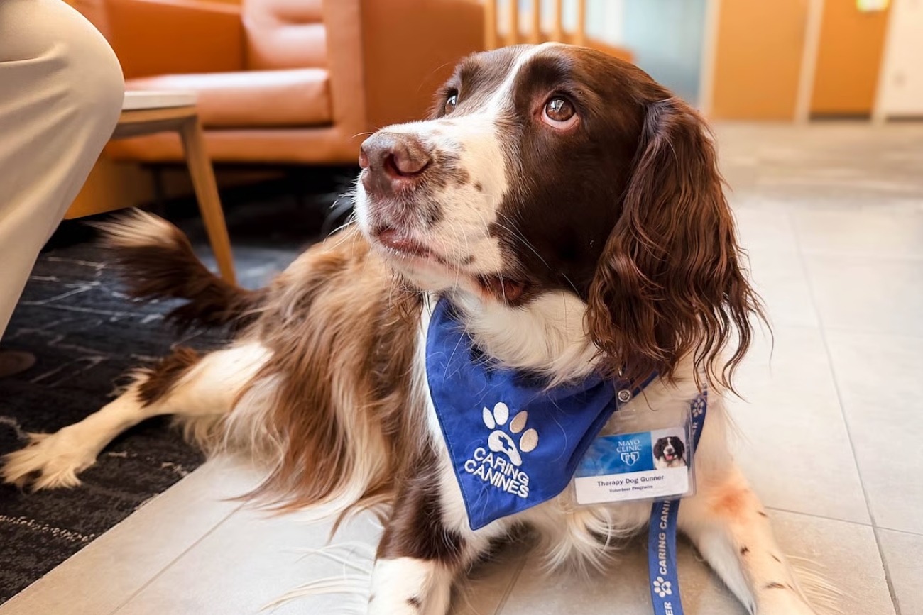 Los perros de terapia pueden mejorar la rehabilitación después de un ACV