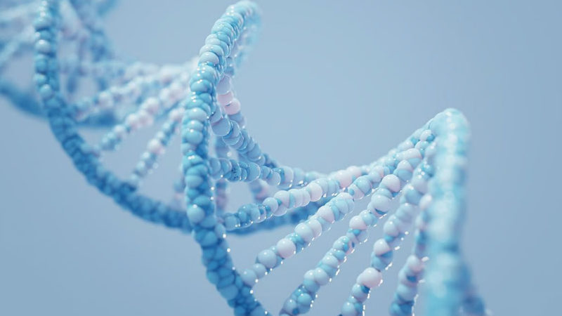 La personalidad está influida por miles de variantes genéticas, pero el ADN no determina cómo somos